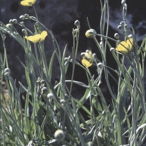 Photographie n°2272253 du taxon Ranunculus gramineus L. [1753]