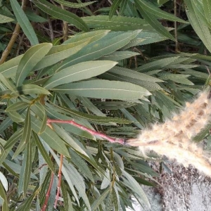 Photographie n°2272279 du taxon Nerium oleander L. [1753]