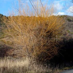 Photographie n°2272318 du taxon Salix alba L. [1753]