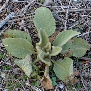 Photographie n°2272319 du taxon Verbascum thapsus L. [1753]