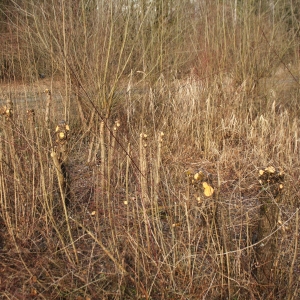 Photographie n°2272426 du taxon Salix alba L. [1753]