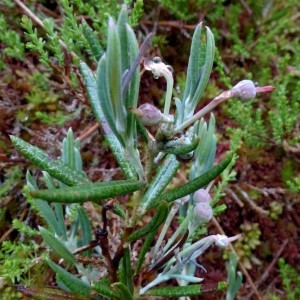 Photographie n°2272439 du taxon Andromeda polifolia L. [1753]