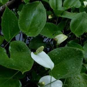 Photographie n°2272446 du taxon Calla palustris L. [1753]