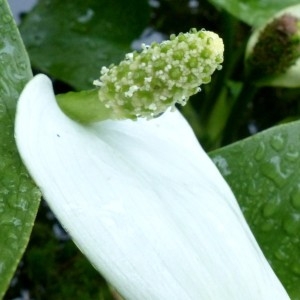 Photographie n°2272447 du taxon Calla palustris L. [1753]