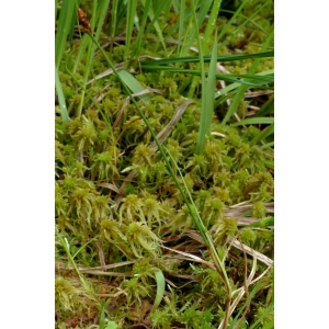 Carex chordorrhiza L.f. (Laiche à long rhizome)