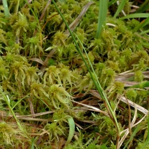Photographie n°2272449 du taxon Carex chordorrhiza L.f. [1782]