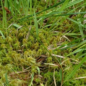 Photographie n°2272450 du taxon Carex chordorrhiza L.f. [1782]