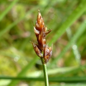 Photographie n°2272454 du taxon Carex chordorrhiza L.f. [1782]