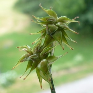 Photographie n°2272456 du taxon Carex echinata Murray [1770]