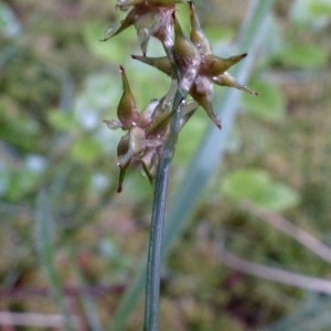 Photographie n°2272459 du taxon Carex echinata Murray [1770]