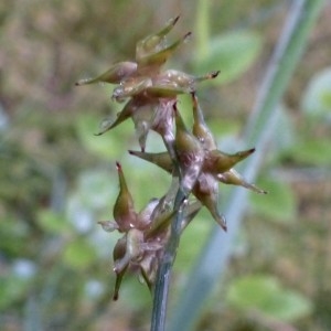 Photographie n°2272460 du taxon Carex echinata Murray [1770]