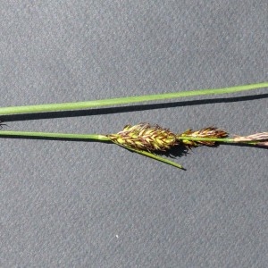 Photographie n°2272462 du taxon Carex hirta L. [1753]