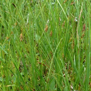 Photographie n°2272463 du taxon Carex limosa L. [1753]