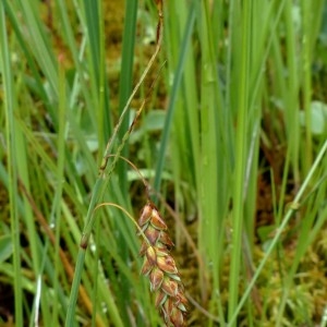 Photographie n°2272464 du taxon Carex limosa L. [1753]