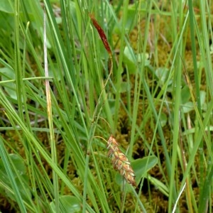 Photographie n°2272465 du taxon Carex limosa L. [1753]