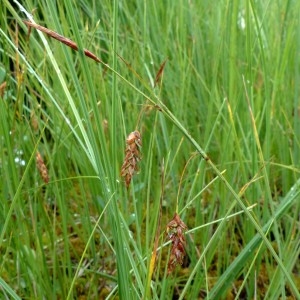 Photographie n°2272467 du taxon Carex limosa L. [1753]