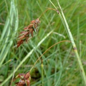 Photographie n°2272468 du taxon Carex limosa L. [1753]