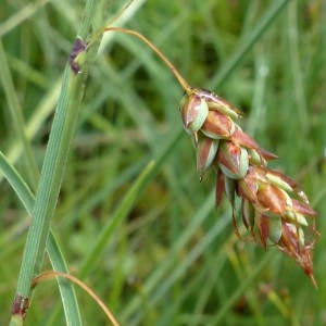 Photographie n°2272471 du taxon Carex limosa L. [1753]