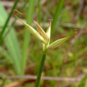 Photographie n°2272478 du taxon Carex pauciflora Lightf. [1777]