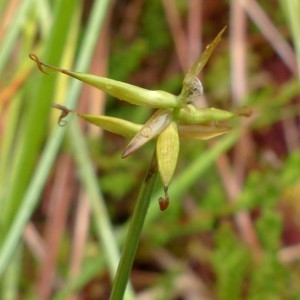 Photographie n°2272480 du taxon Carex pauciflora Lightf. [1777]