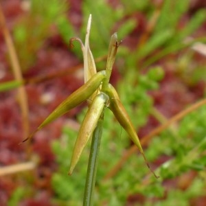 Photographie n°2272481 du taxon Carex pauciflora Lightf. [1777]