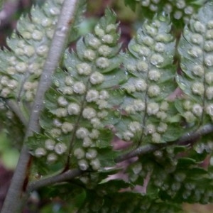 Photographie n°2272504 du taxon Dryopteris carthusiana (Vill.) H.P.Fuchs [1959]