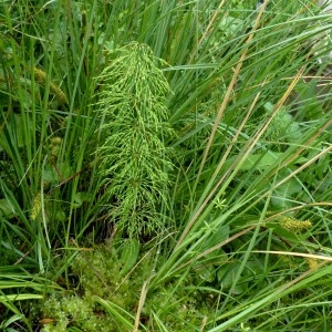 Photographie n°2272512 du taxon Equisetum sylvaticum L. [1753]