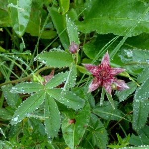 Photographie n°2272540 du taxon Comarum palustre L. [1753]