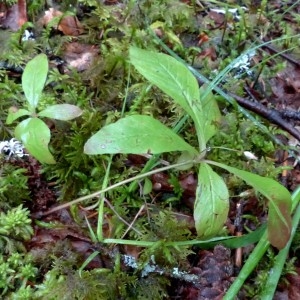 Photographie n°2272549 du taxon Trientalis europaea L. [1753]