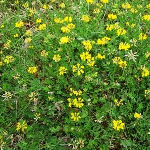 Photographie n°2272633 du taxon Hippocrepis comosa L.