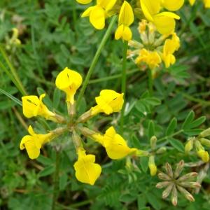 Photographie n°2272634 du taxon Hippocrepis comosa L.