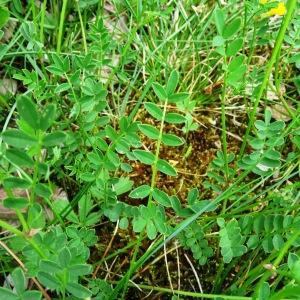 Photographie n°2272635 du taxon Hippocrepis comosa L.