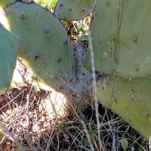 Photographie n°2272638 du taxon Opuntia ficus-indica (L.) Mill. [1768]