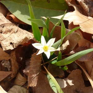 Photographie n°2272670 du taxon Narcissus tazetta L. [1753]