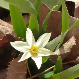 Photographie n°2272671 du taxon Narcissus tazetta L. [1753]