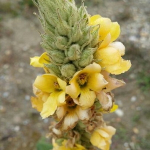 Photographie n°2272683 du taxon Verbascum thapsus L. [1753]