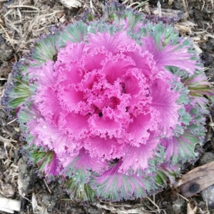 Photographie n°2272686 du taxon Brassica oleracea L. [1753]