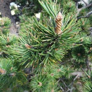 Photographie n°2272803 du taxon Pinus mugo subsp. uncinata (Ramond ex DC.) Domin [1936]