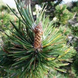 Photographie n°2272804 du taxon Pinus mugo subsp. uncinata (Ramond ex DC.) Domin [1936]