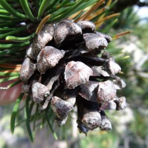 Photographie n°2272805 du taxon Pinus mugo subsp. uncinata (Ramond ex DC.) Domin [1936]