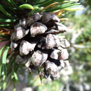 Photographie n°2272806 du taxon Pinus mugo subsp. uncinata (Ramond ex DC.) Domin [1936]