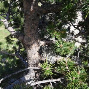 Photographie n°2272807 du taxon Pinus mugo subsp. uncinata (Ramond ex DC.) Domin [1936]