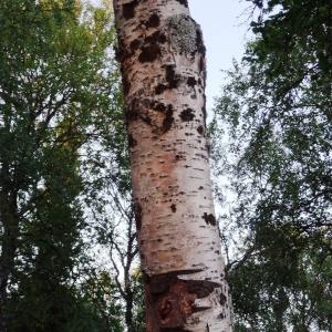 Photographie n°2272845 du taxon Betula pubescens Ehrh. [1791]