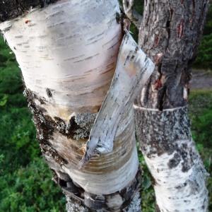 Photographie n°2272848 du taxon Betula pubescens Ehrh. [1791]