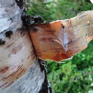 Photographie n°2272849 du taxon Betula pubescens Ehrh. [1791]