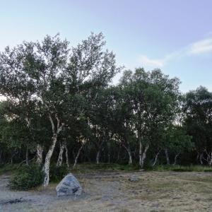 Photographie n°2272854 du taxon Betula pubescens Ehrh. [1791]