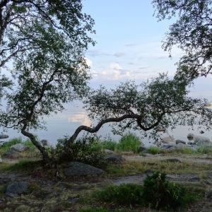 Photographie n°2272855 du taxon Betula pubescens Ehrh. [1791]