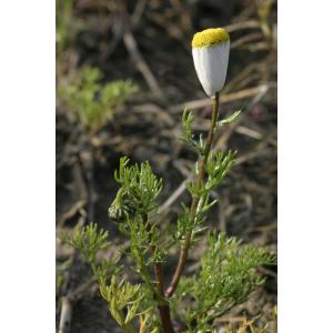 Chamaemelum fuscatum (Brot.) Vasc.
