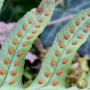 Photographie n°2273087 du taxon Polypodium interjectum Shivas [1961]