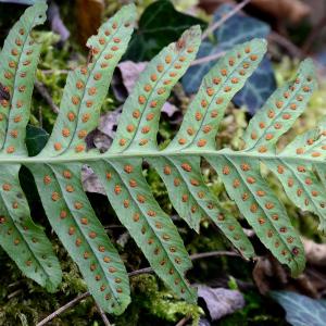 Photographie n°2273088 du taxon Polypodium interjectum Shivas [1961]